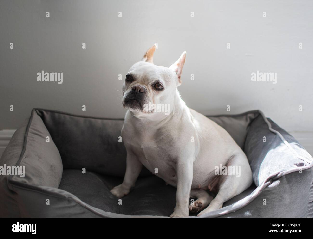 Ritratto di un cane bulldog francese bianco seduto in un letto grigio con le orecchie in su Foto Stock