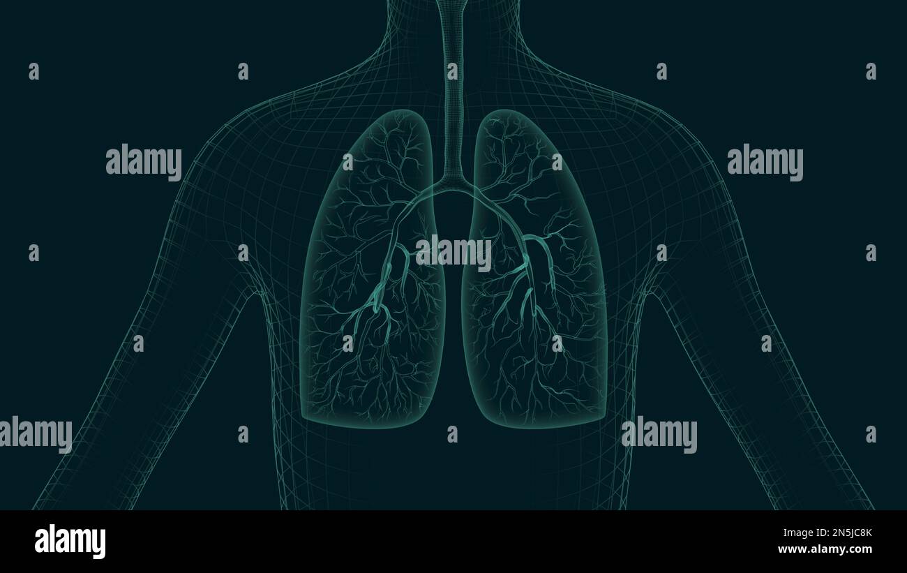 Polmoni umani sani 3D resi illustrazione Foto Stock