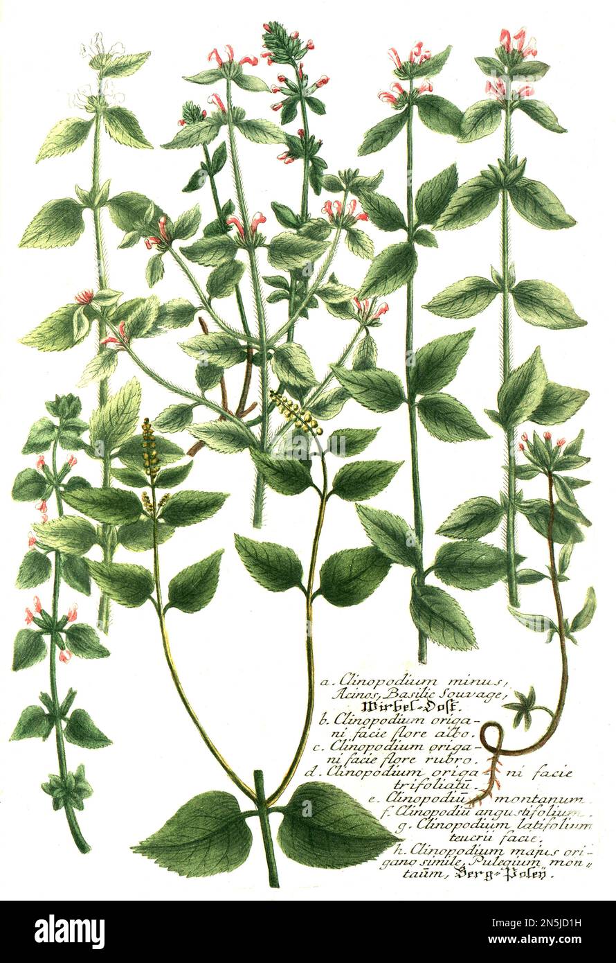 Clinopodium origani, c. Clinopodium origan facie glore rubro, d. Clinopodium origani facie trifoliata, e. Clinopoium montanum, F. Clinopodium angustifolium, g. Clinopodium latifolium, h. Clinopodium origani, major promulisum promulage 18 Jahrhundert Foto Stock