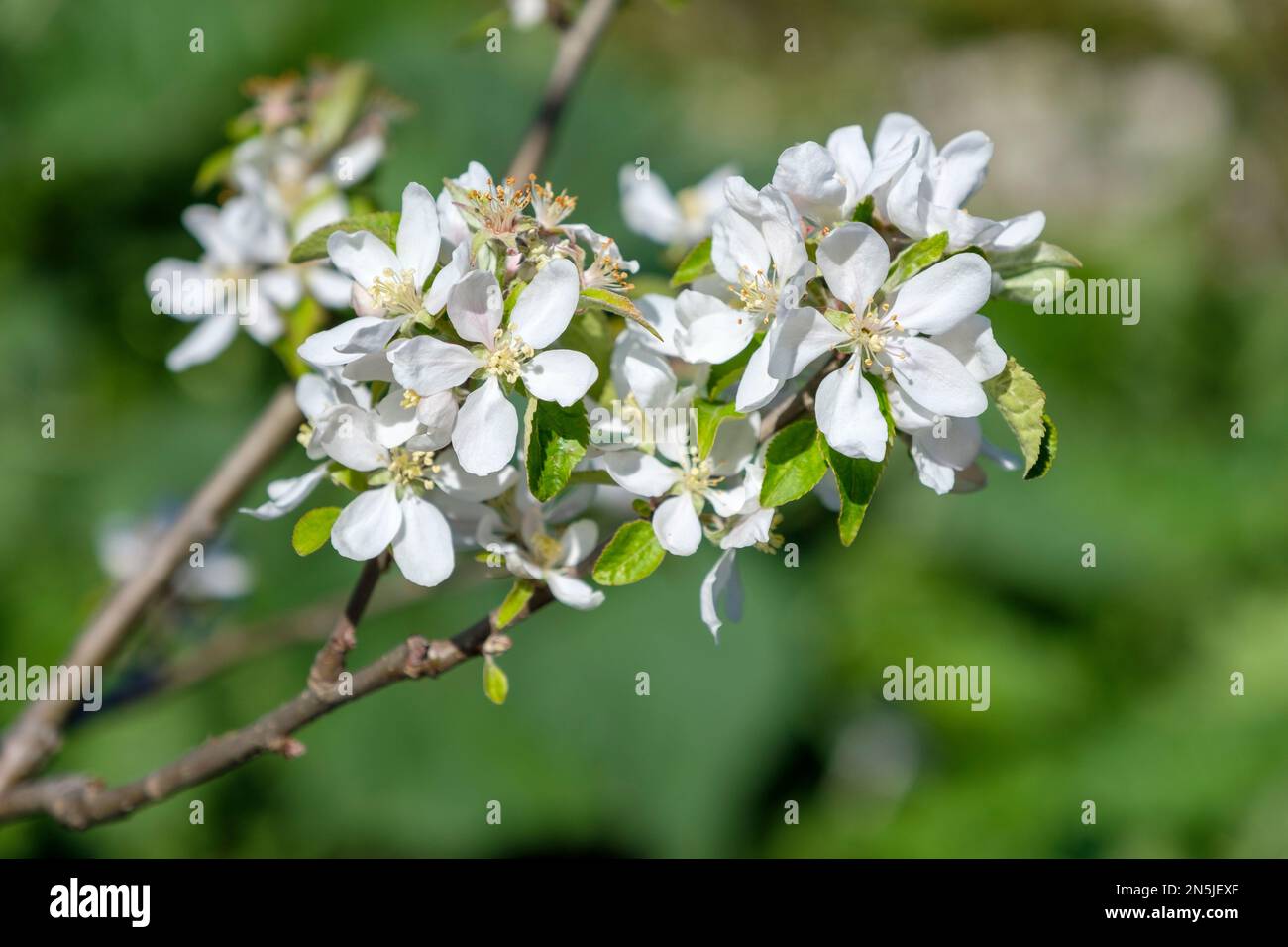 Malus domestica Worcester Pearmain, mela Worcester Pearmain, fiore bianco in primavera Foto Stock