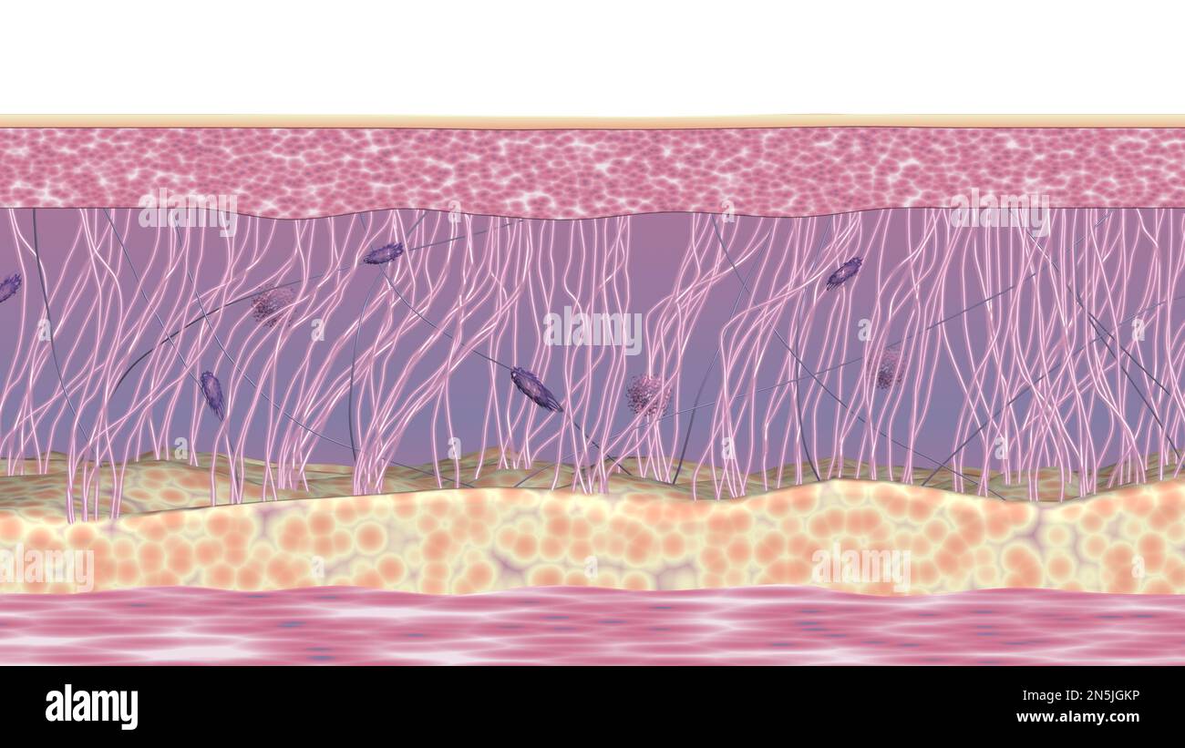 Illustrazione della sezione trasversale dei tessuti cutanei. Struttura di matrice extracellulare con fibre di collagene ed elastina, fibroblasti. illustrazione rappresentata in 3d Foto Stock