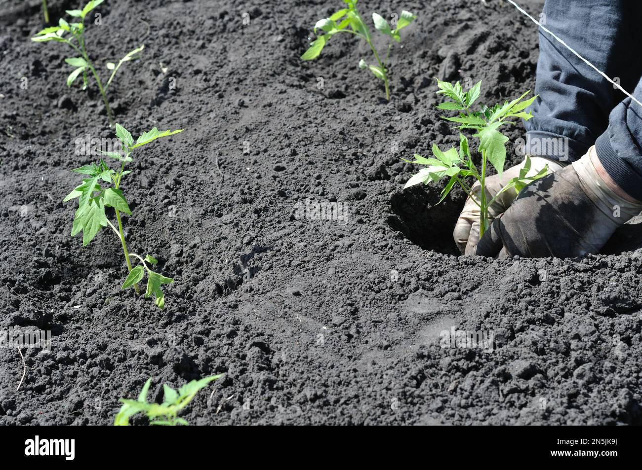 Giardiniere piantare una piantina di pomodoro nell'orto Foto Stock