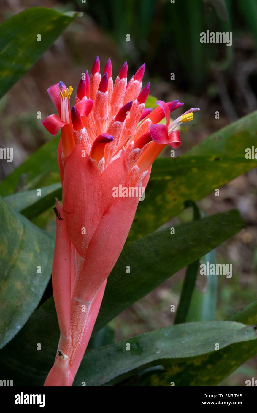 L'infiorescenza rossa della bromeliad Billbergia piramidalis, vista dal lato, un grappolo di fiori scarlatto con punte bluastre che esplodono di rosso Foto Stock