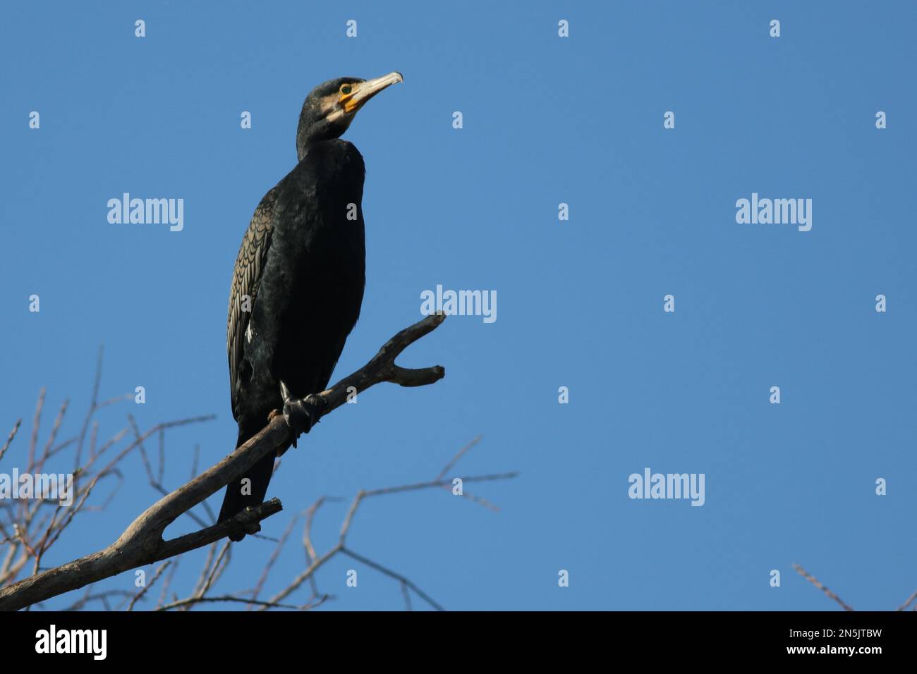 Cormorano in albero Foto Stock