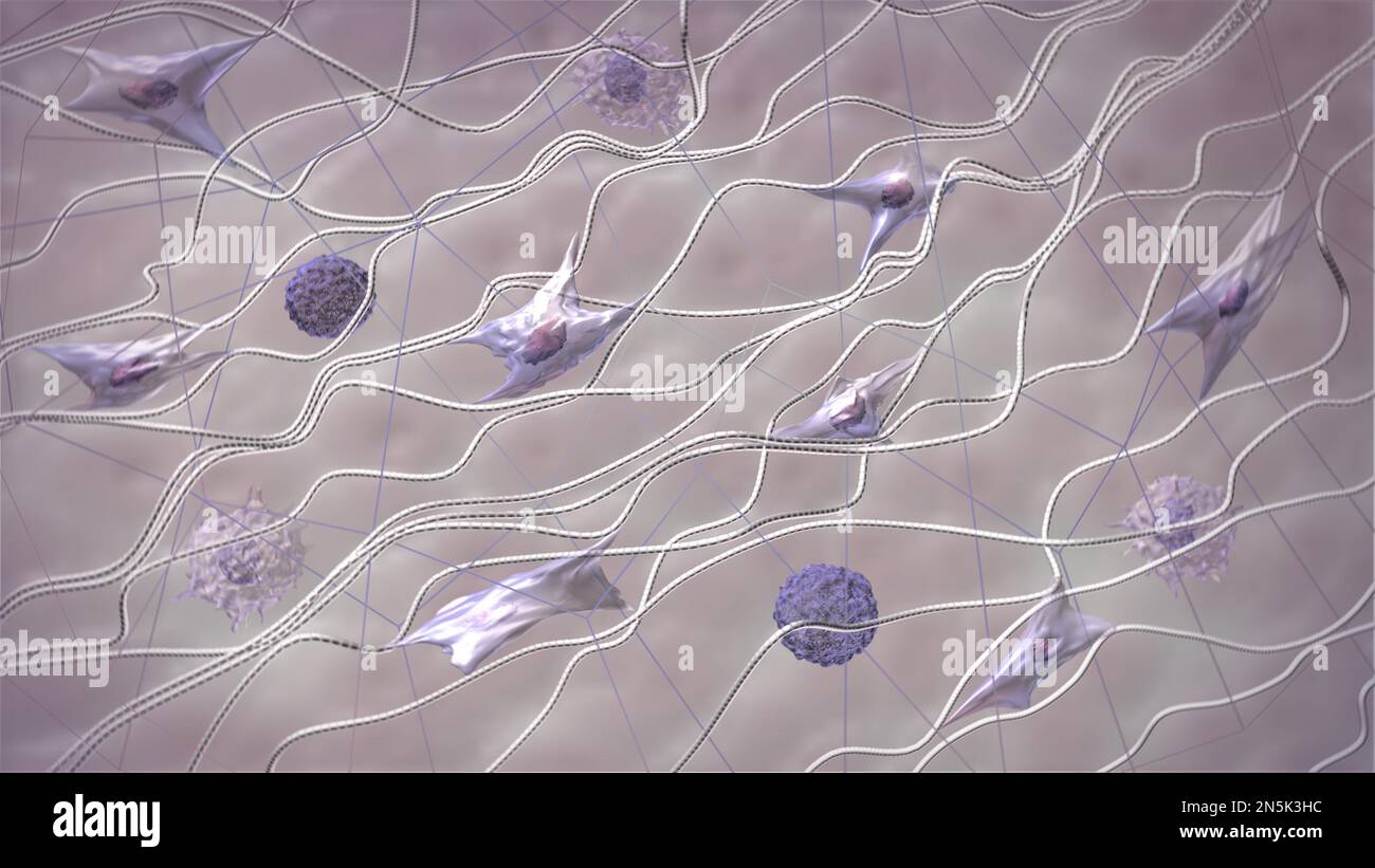Struttura della matrice extracellulare cutanea. Fibroblasti, collagene e fibre elastiche modello 3D. Zoom macro skin. Illustrazione anatomica medica scientifica Foto Stock