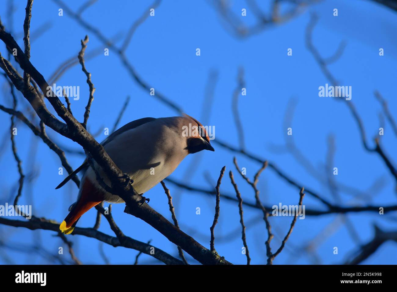 Waxwing Bombycilla garrulus a Edimburgo Foto Stock