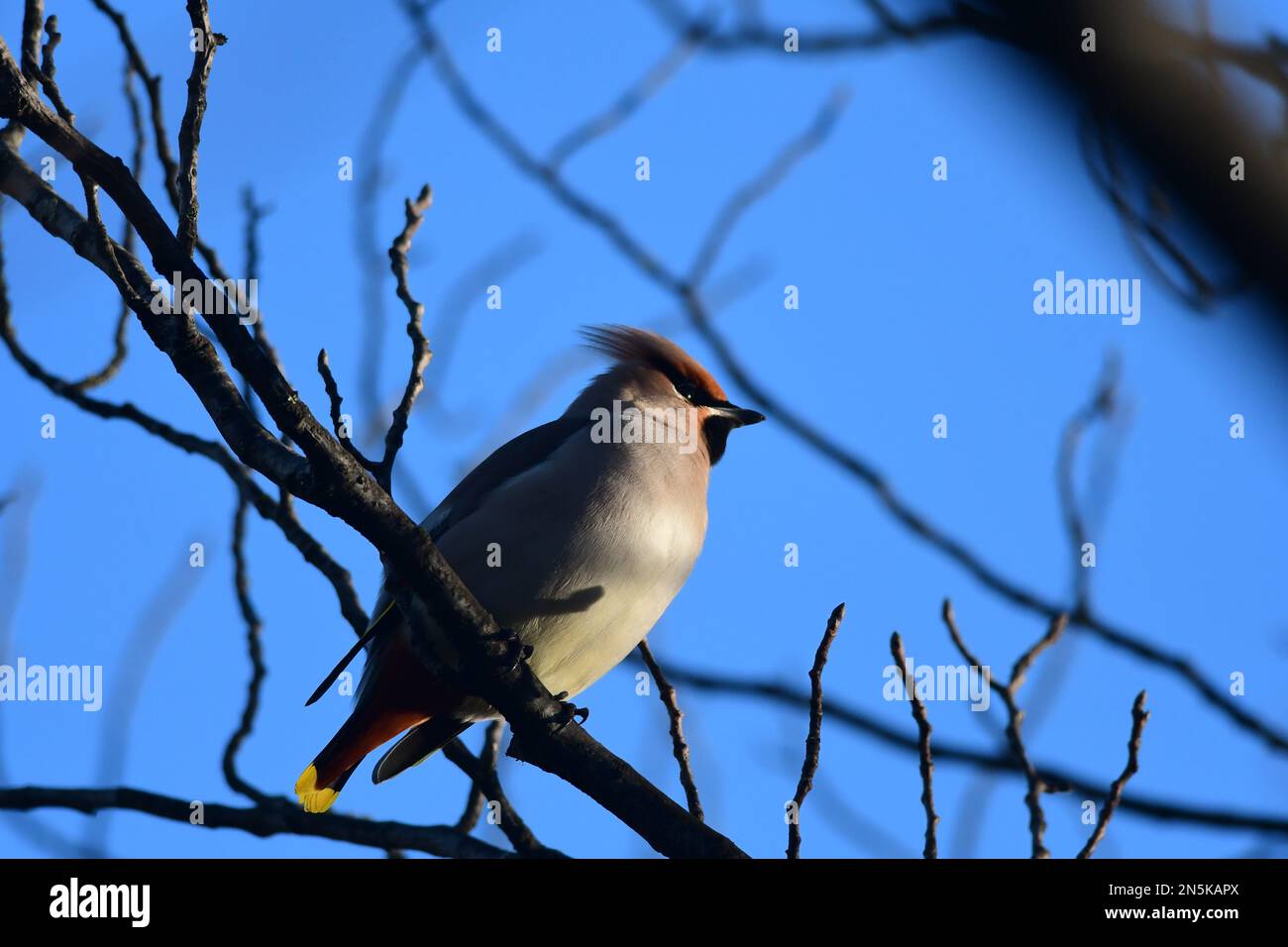 Waxwing Bombycilla garrulus a Edimburgo Foto Stock