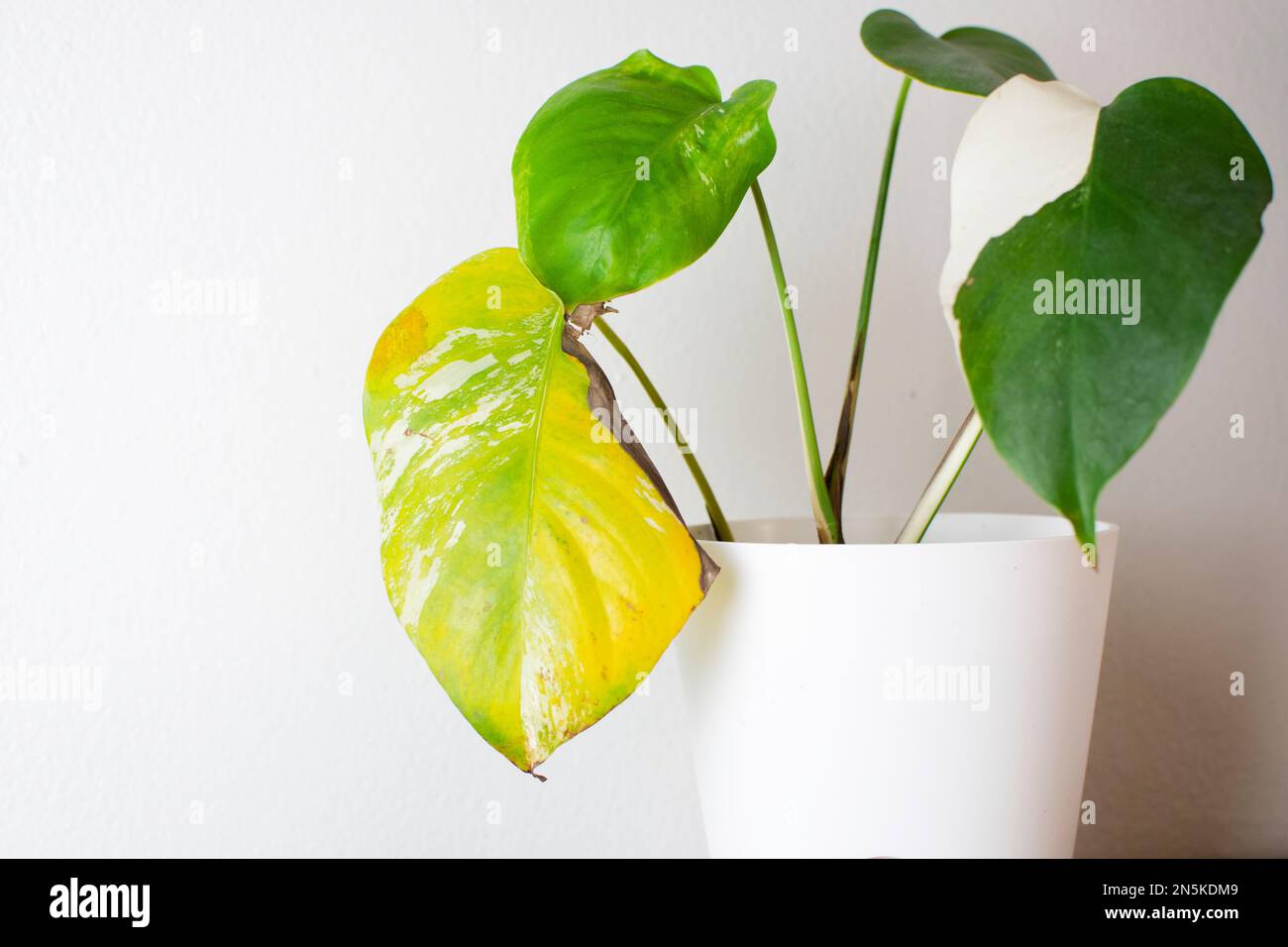 Foglia malata dello stabilimento di Monstera deliziosa Albo. Piantare in un vaso, cura delle piante Foto Stock