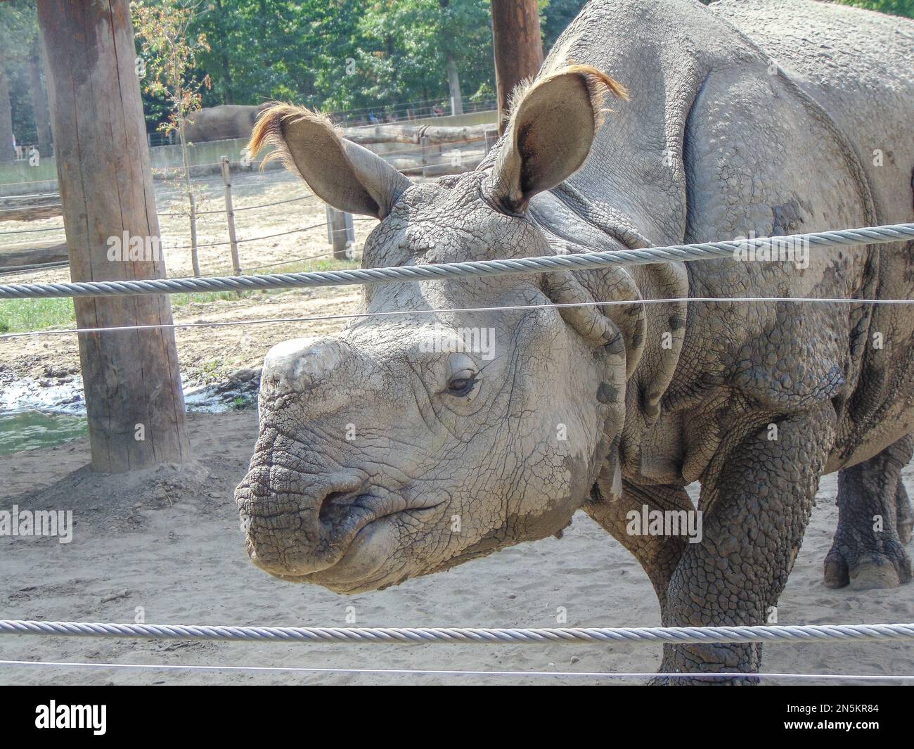 Rinoceronti indiani allo zoo in estate Foto Stock