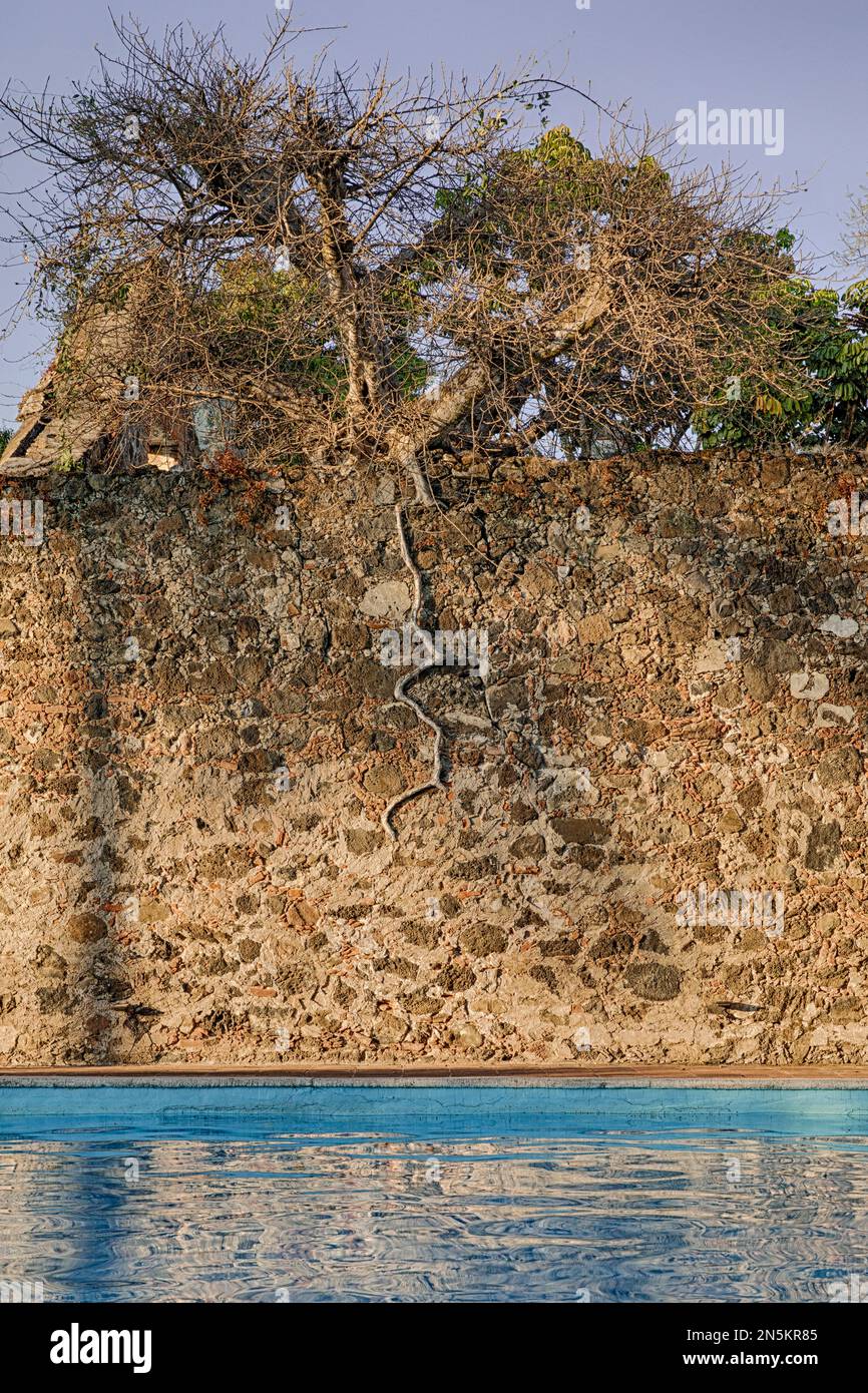 Albero su muro con radici esposte Foto Stock