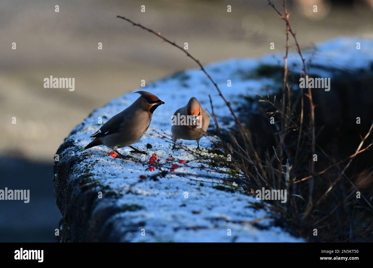 Waxwing Bombycilla garrulus a Edimburgo Foto Stock