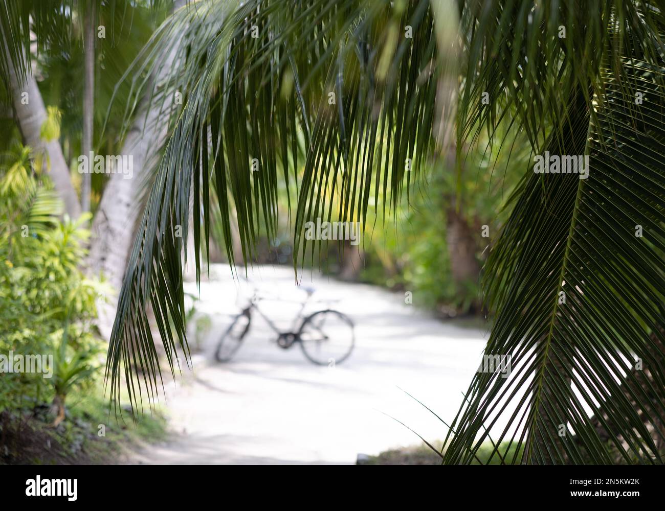 Isola tropicale Maldive scena - una bicicletta tra palme e foglie di palma, le Maldive, Asia Foto Stock