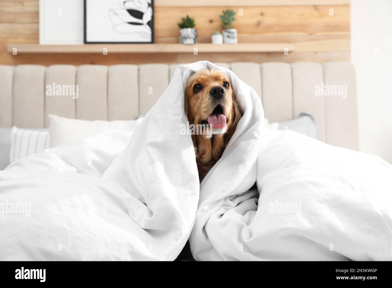Cute inglese cocker spaniel coperto con morbida coperta sul letto Foto  stock - Alamy