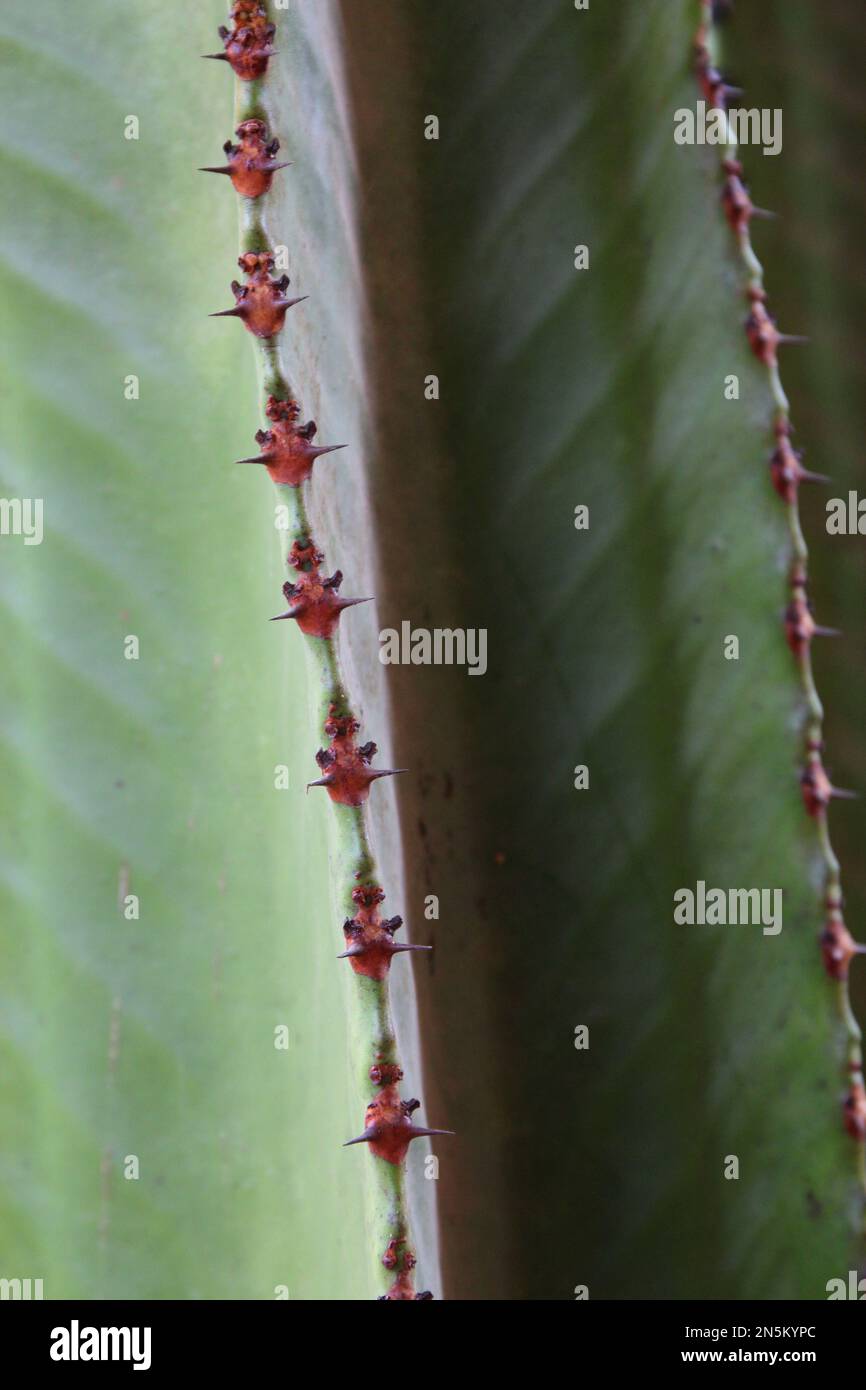 Primo piano Cereus jamacaru ramo di cactus con areole rosse e spine corte e affilate Foto Stock