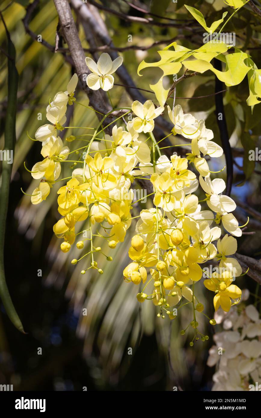 Fiore di fistola di Cassia, aka. Albero della doccia dorata; laburnum indiano o Cassia di spurgo; primo piano dei fiori che fioriscono nelle Maldive. Foto Stock