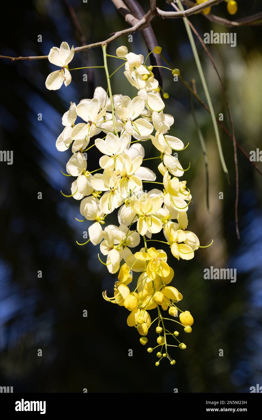 Fiore di fistola di Cassia, aka. Albero della doccia dorata; laburnum indiano o Cassia di spurgo; primo piano dei fiori che fioriscono nelle Maldive tropicali. Foto Stock