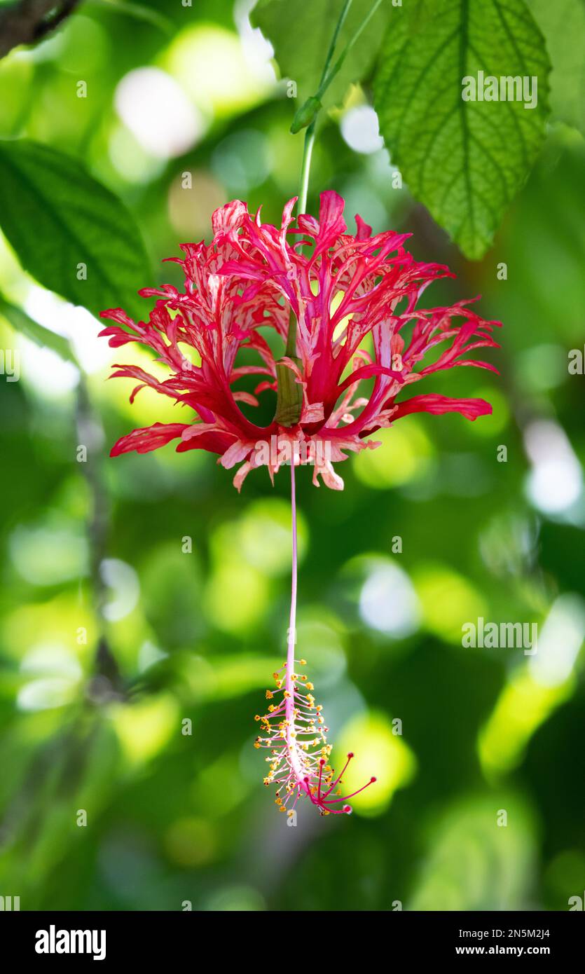 Primo piano di fiori di ibisco rosso, ibisco schizopetalus, aka Spider Hibiscus, Lanterna giapponese e Rosemallow frange; fiori tropicali, Maldive Foto Stock