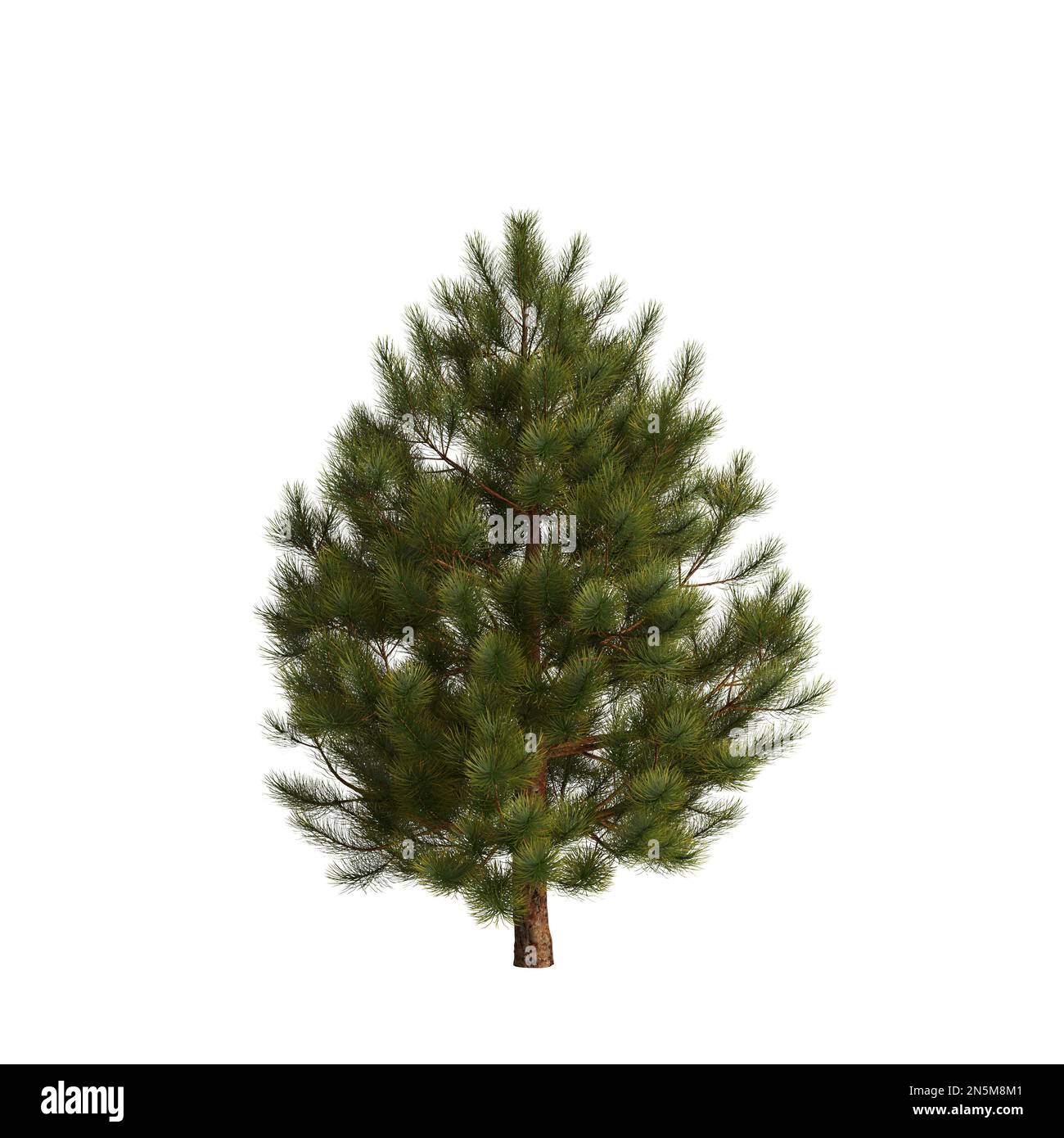 3d illustrazione dell'albero di pinus mugo isolato su sfondo bianco Foto Stock
