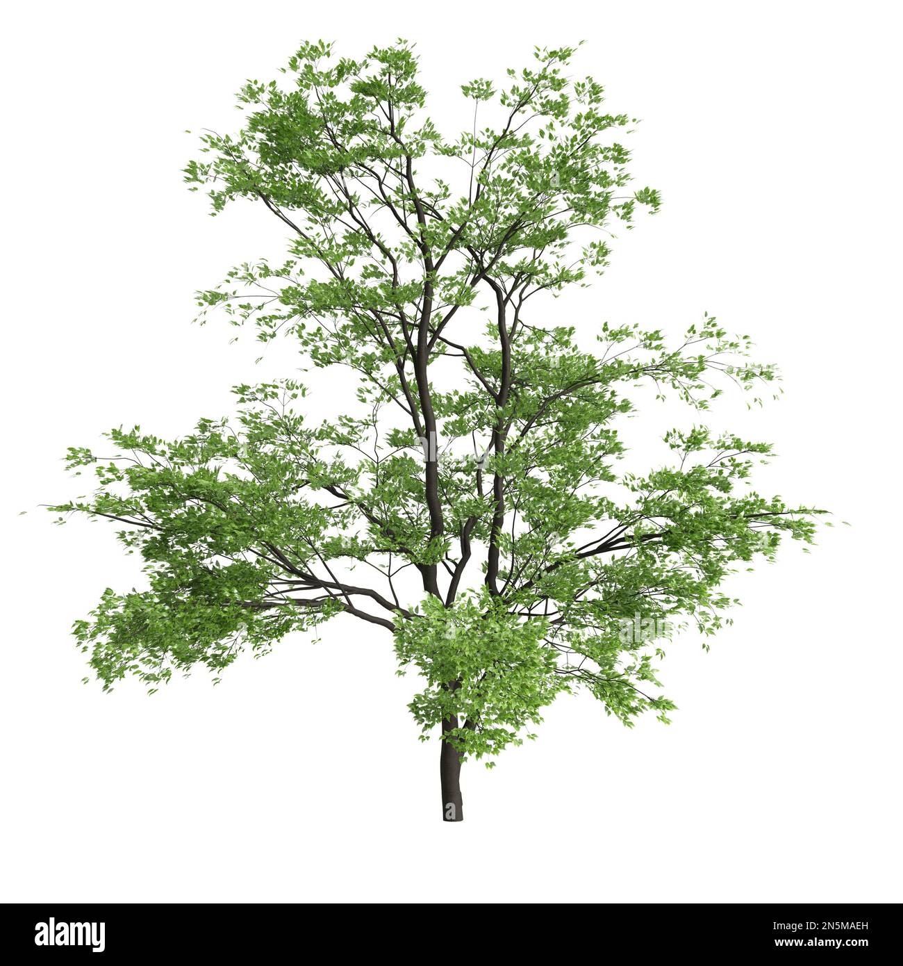 3d illustrazione di acer mandschuricum albero isolato su sfondo bianco Foto Stock