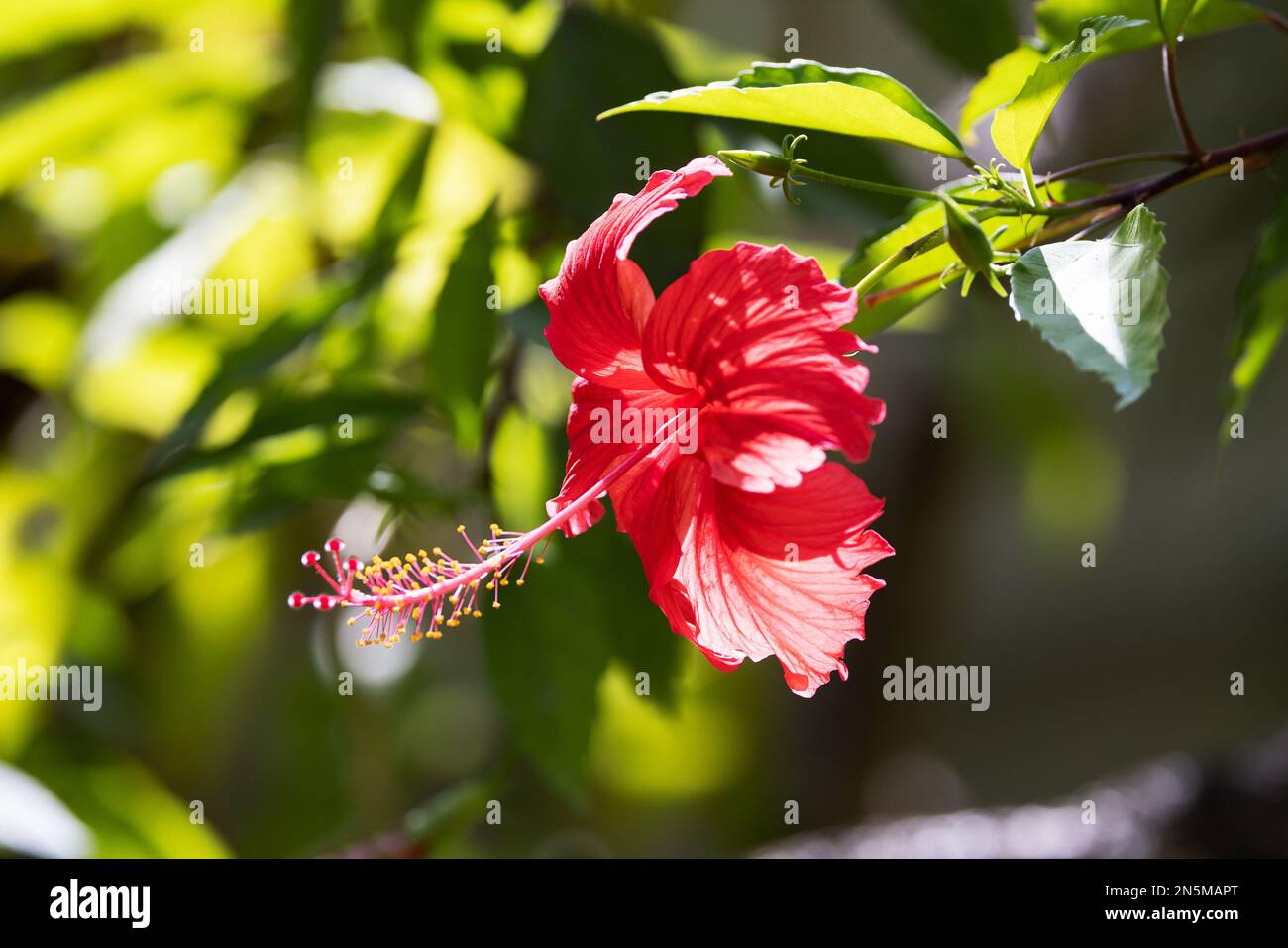 Fiore rosso. Hibiscus Rosa Sinensis, o Hibiscus cinese, fiori di ibisco rosso, piante da fiore, Maldive Asia. Foto Stock