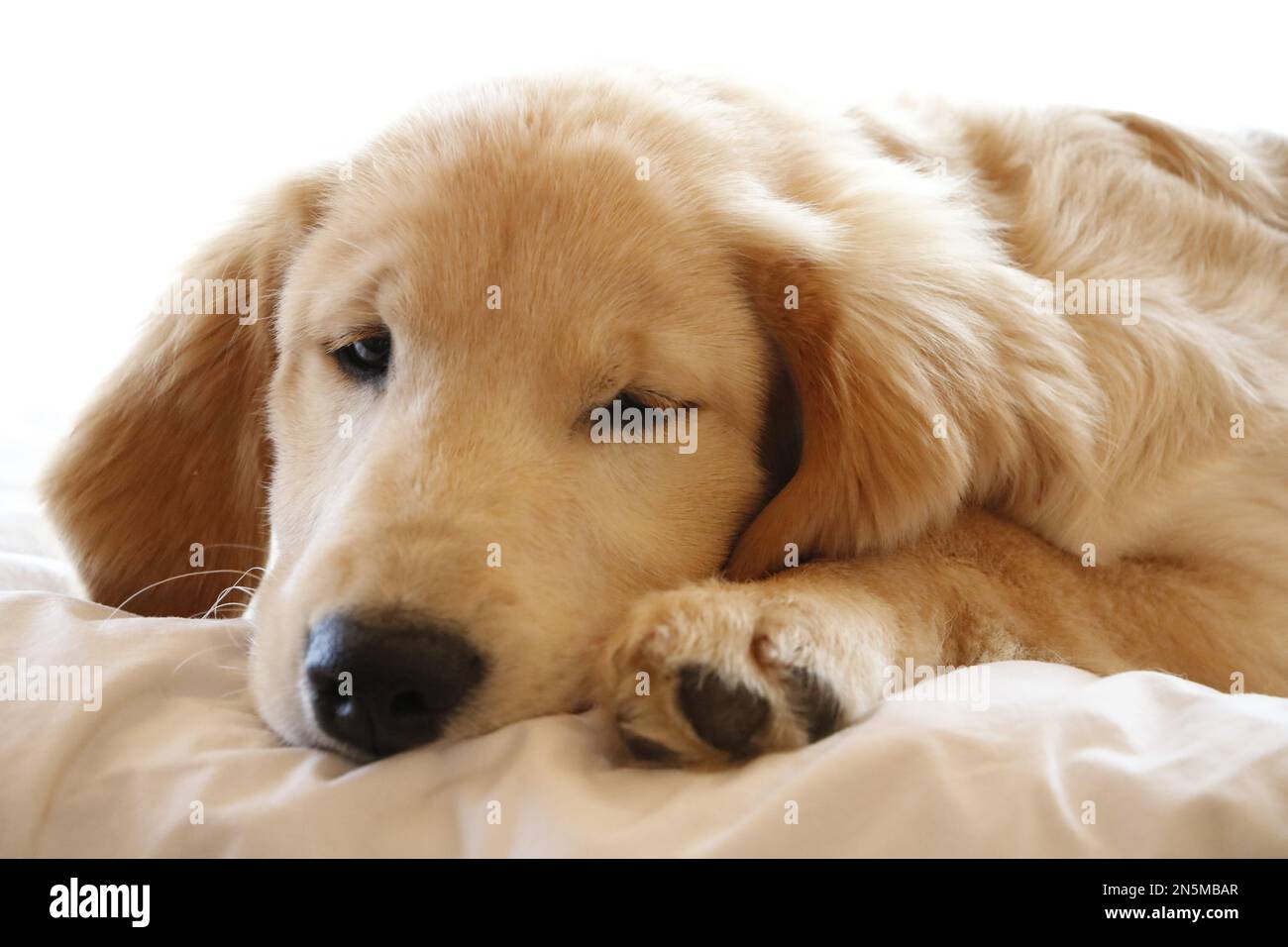 Un cucciolo Golden Retriever sdraiato sul letto Foto Stock