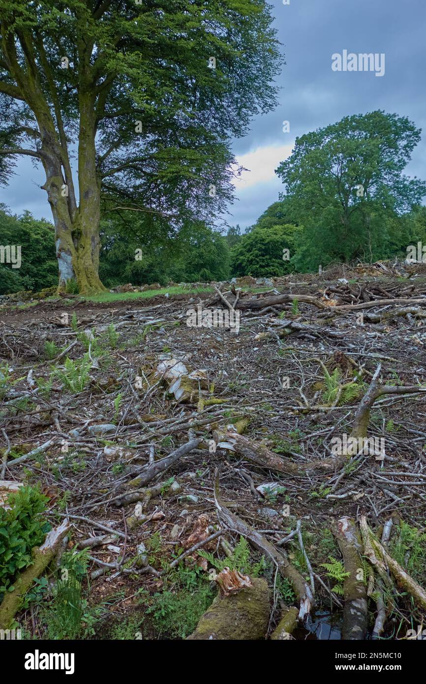 Il disordine di brushwood ed i rami inutilizzabili dell'albero hanno lasciato in un legno dopo l'abbattimento dell'albero, Scozia. Foto Stock