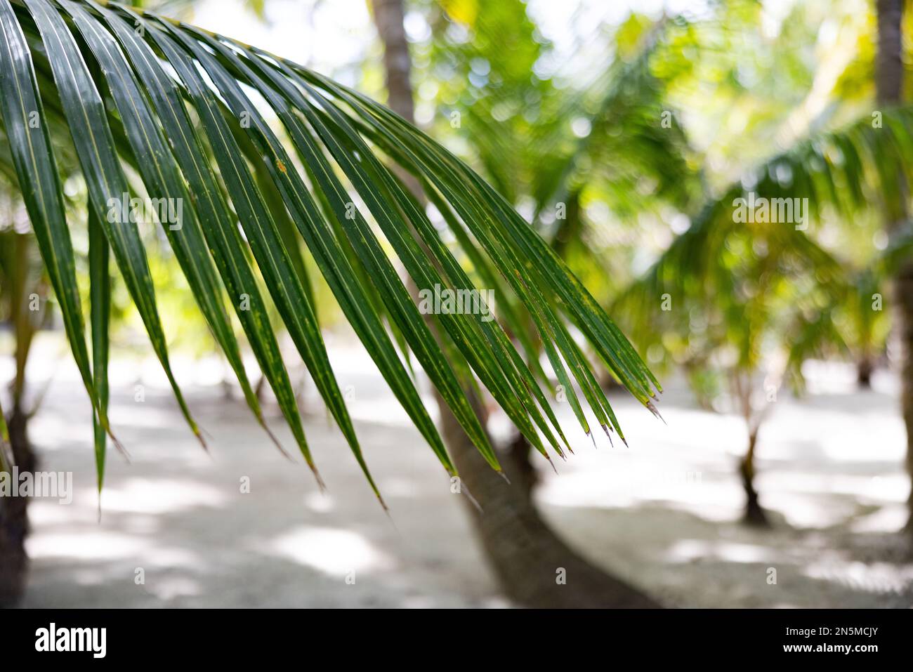 Foglia di palma con foglie di palma e palme sullo sfondo - utile per sfondi; tropici, isola tropicale; vacanza e vacanza. Le Maldive Foto Stock