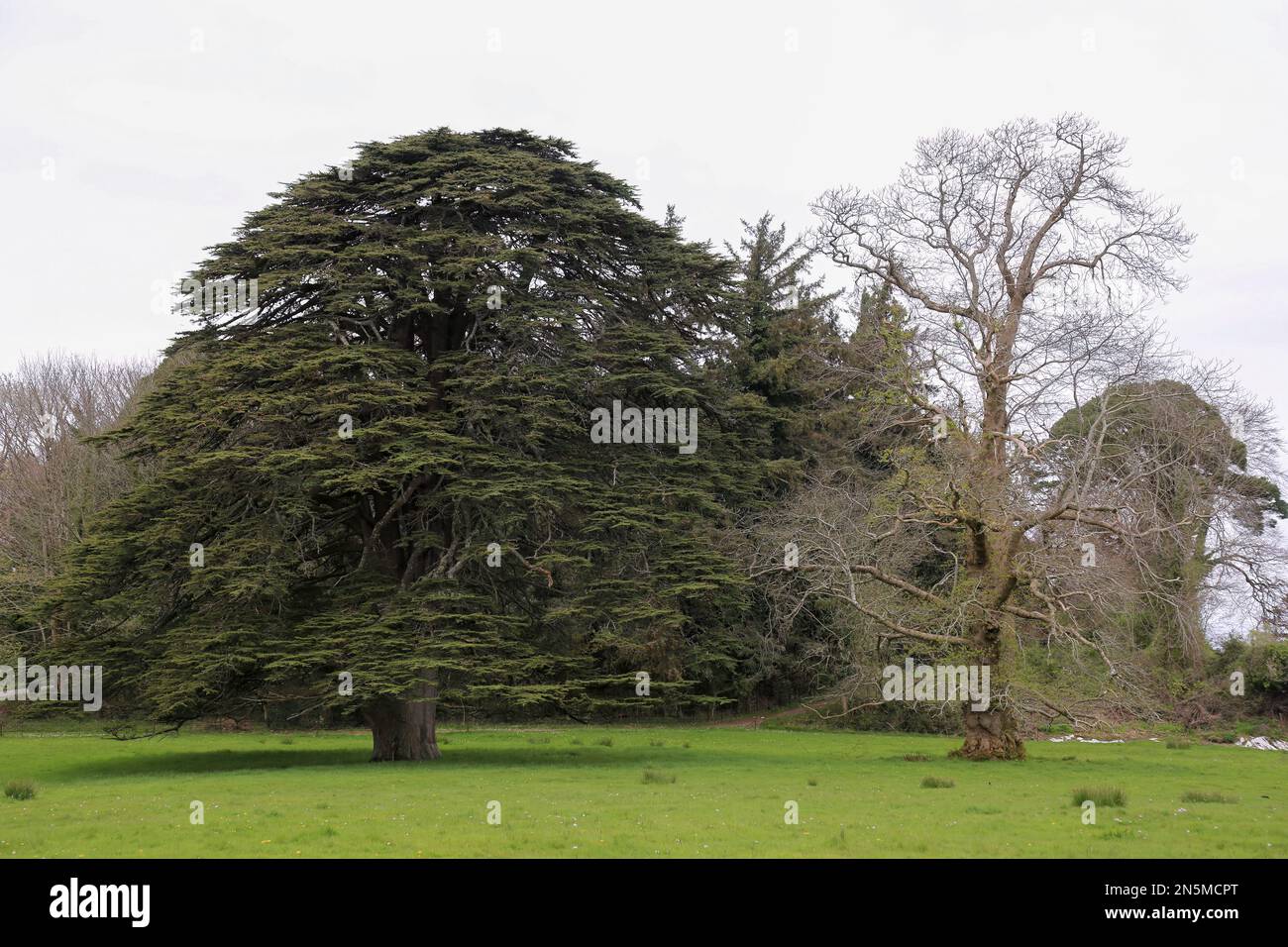 Albero vivo e morto l'uno accanto all'altro, raro contrasto Foto Stock