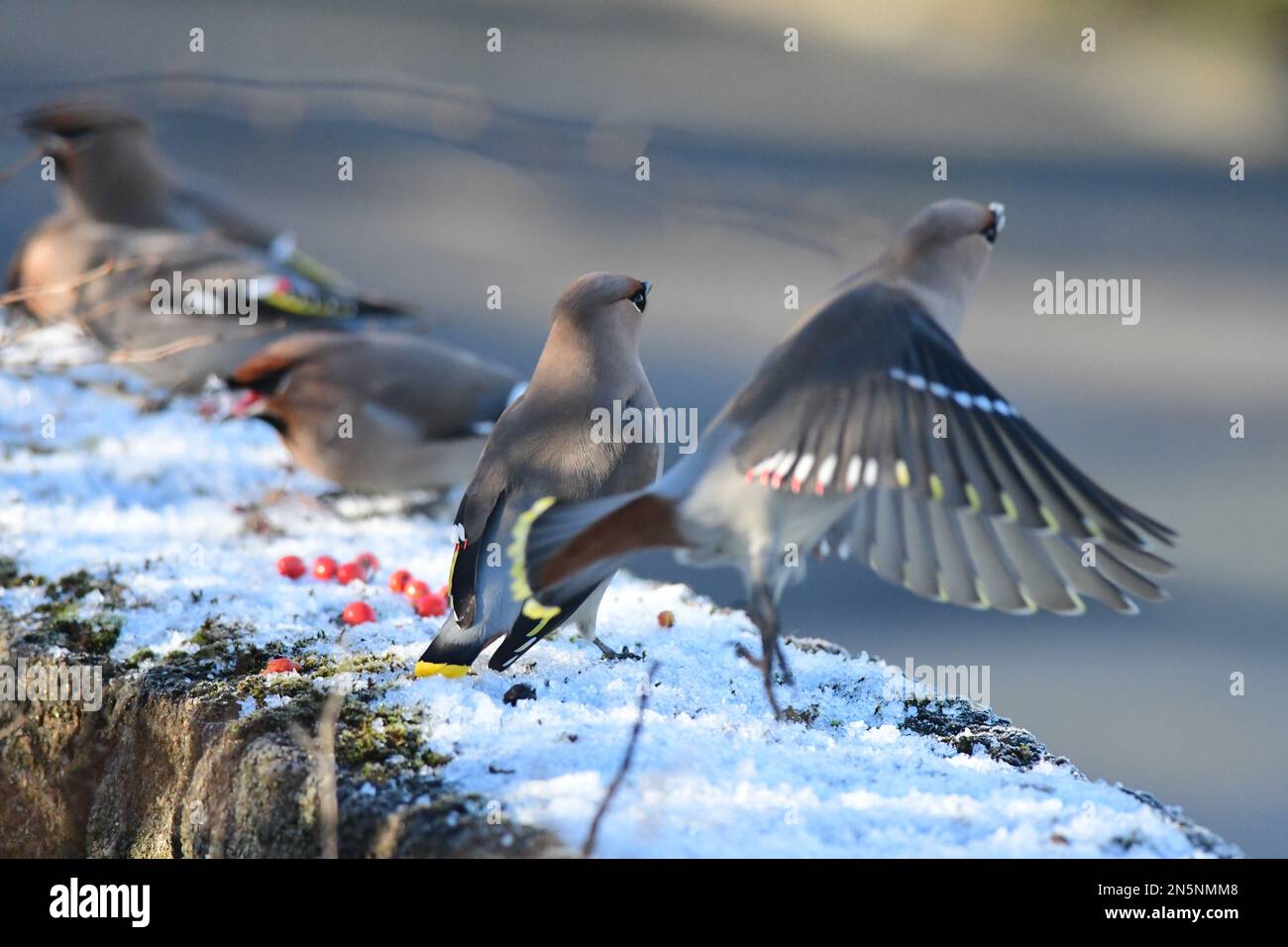 Waxwing Bombycilla garrulus a Edimburgo Foto Stock