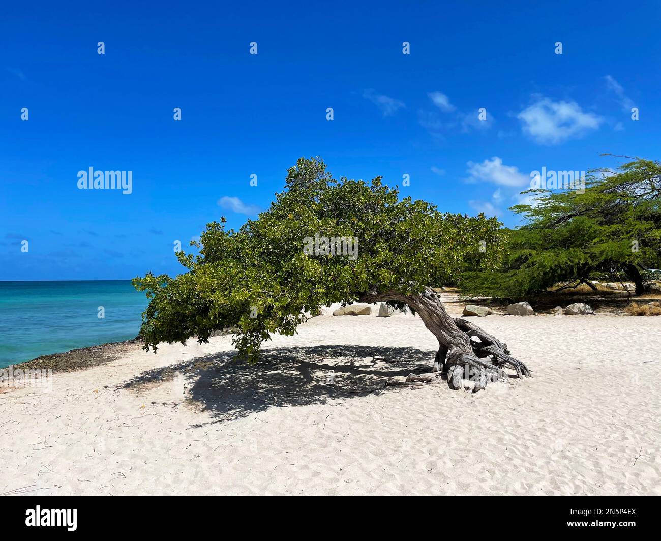 Un albero di Divi sulla spiaggia, Eagle Beach, Aruba Foto Stock