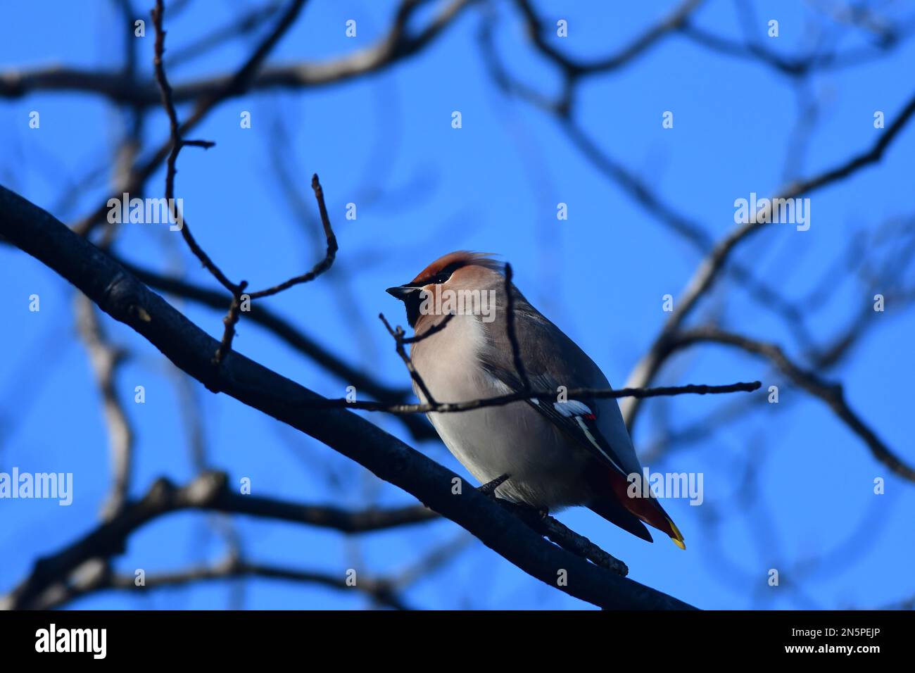 Waxwing Bombycilla garrulus a Edimburgo Foto Stock