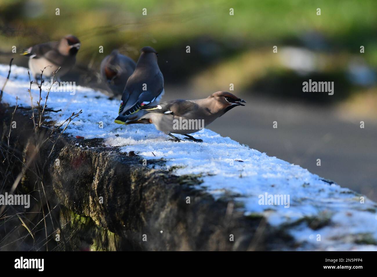 Waxwing Bombycilla garrulus a Edimburgo Foto Stock