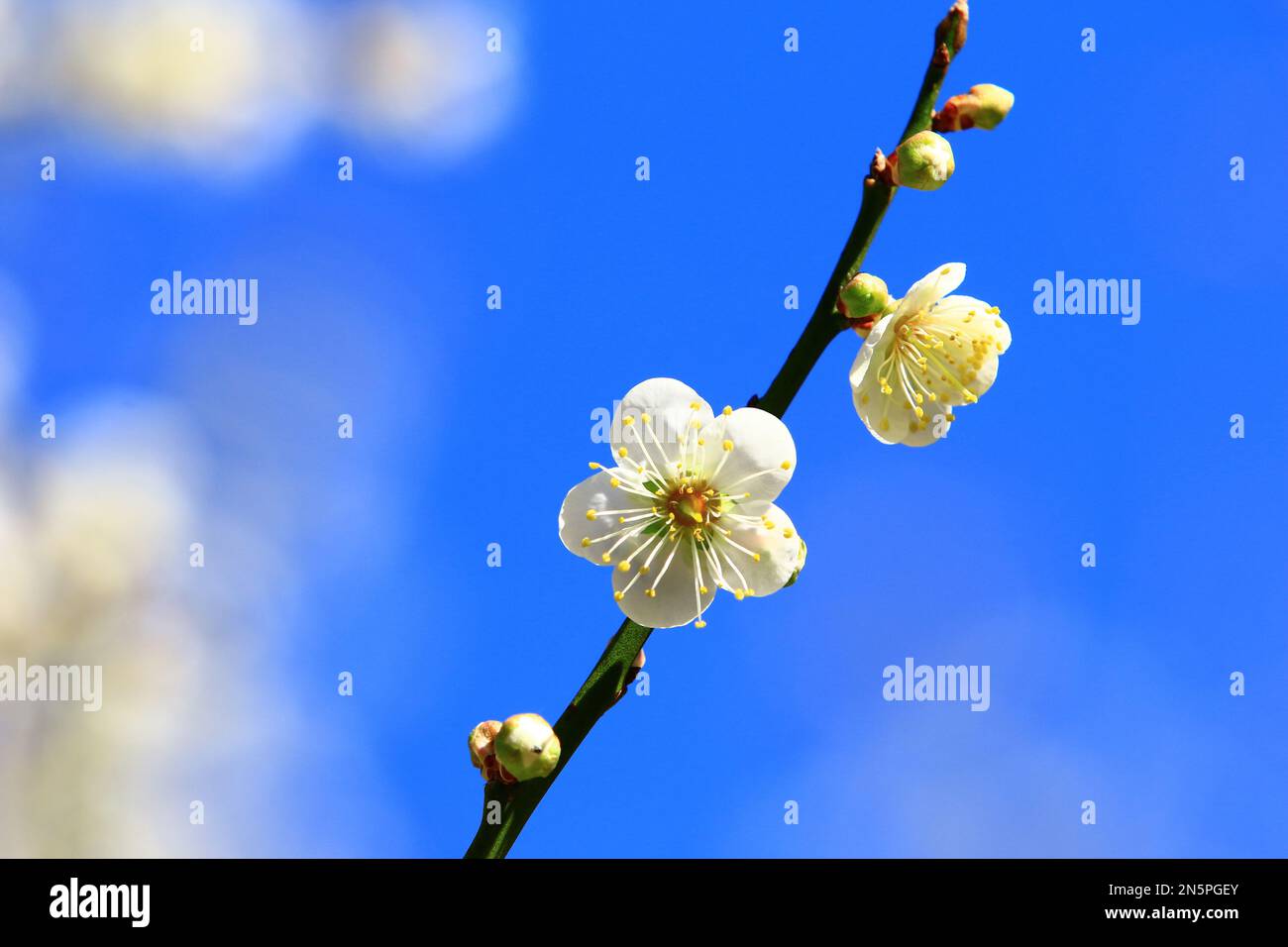 Fiori bianchi di prugna che sbocciano sui rami con sfondo cielo blu durante l'inverno soleggiato Foto Stock