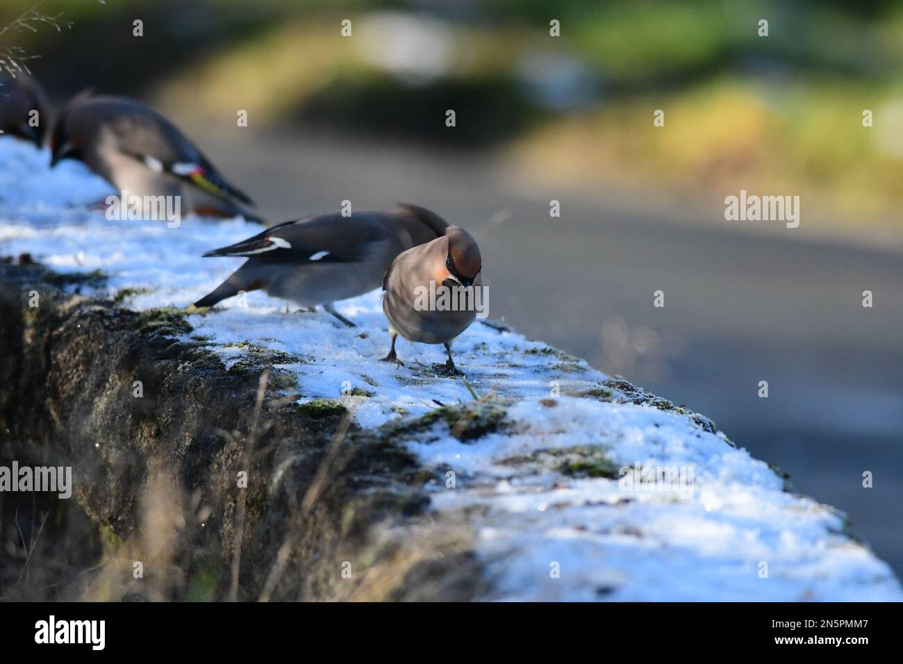 Waxwing Bombycilla garrulus a Edimburgo Foto Stock