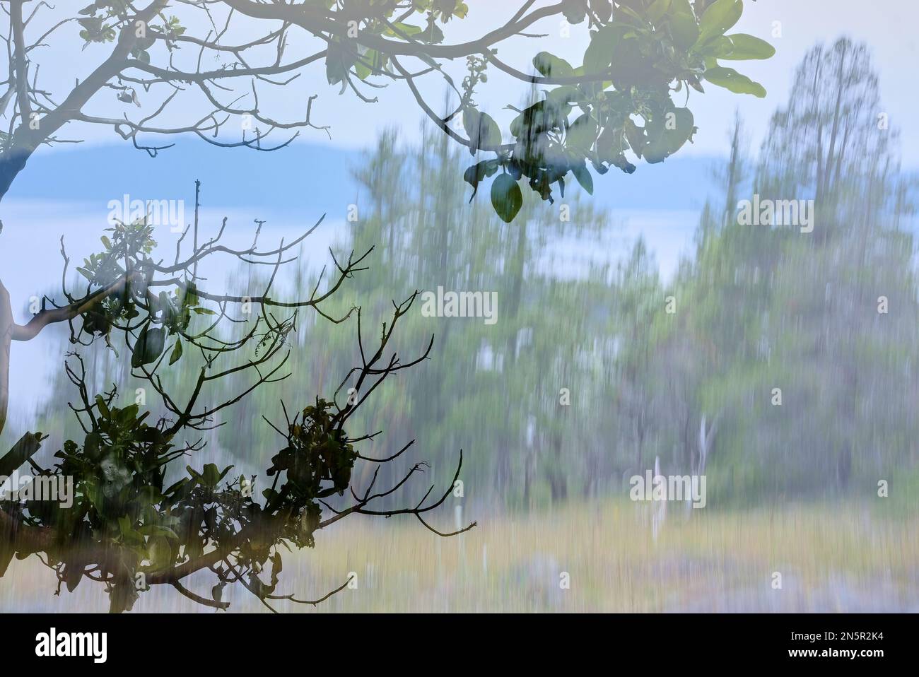 Livelli struttura astratta. Primo piano di foglie e rami di albero affilati sullo sfondo di alberi di conifere offuscati dal movimento intenzionale della fotocamera. Foto Stock