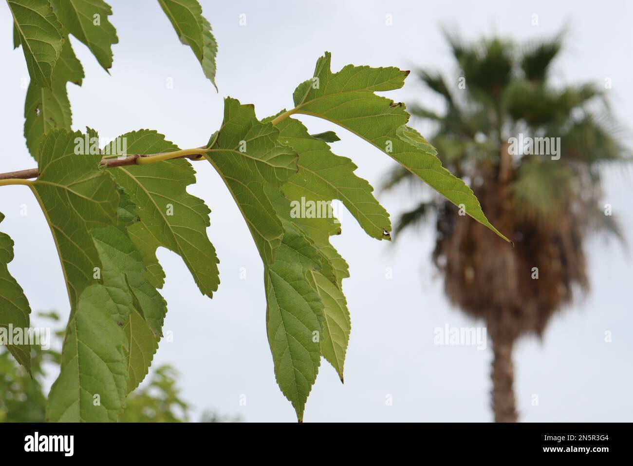 Foglie verdi su un piccolo ramo di un albero Foto Stock