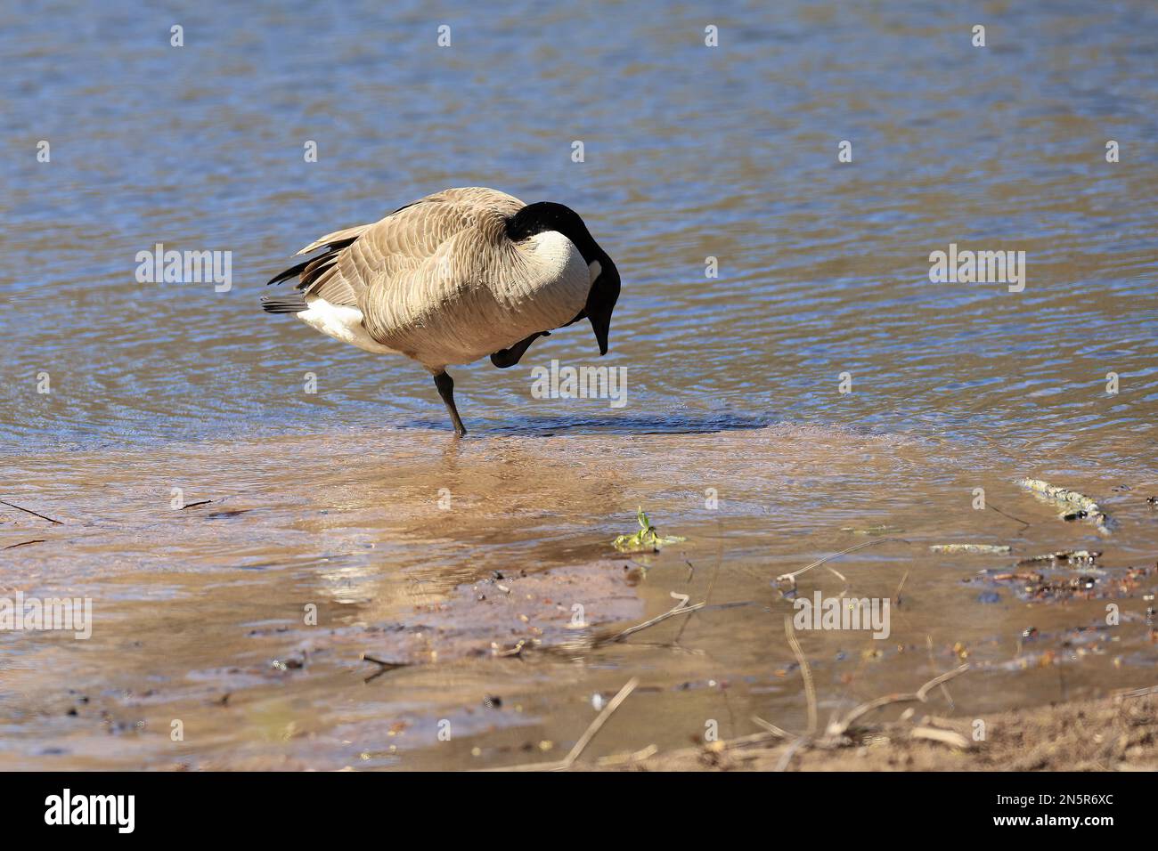 Canada Goose graffiare mentre in piedi nella sabbia lungo la riva di Jerusalem Pond in un giorno di primavera a St. Croix Falls, Wisconsin, Stati Uniti. Foto Stock