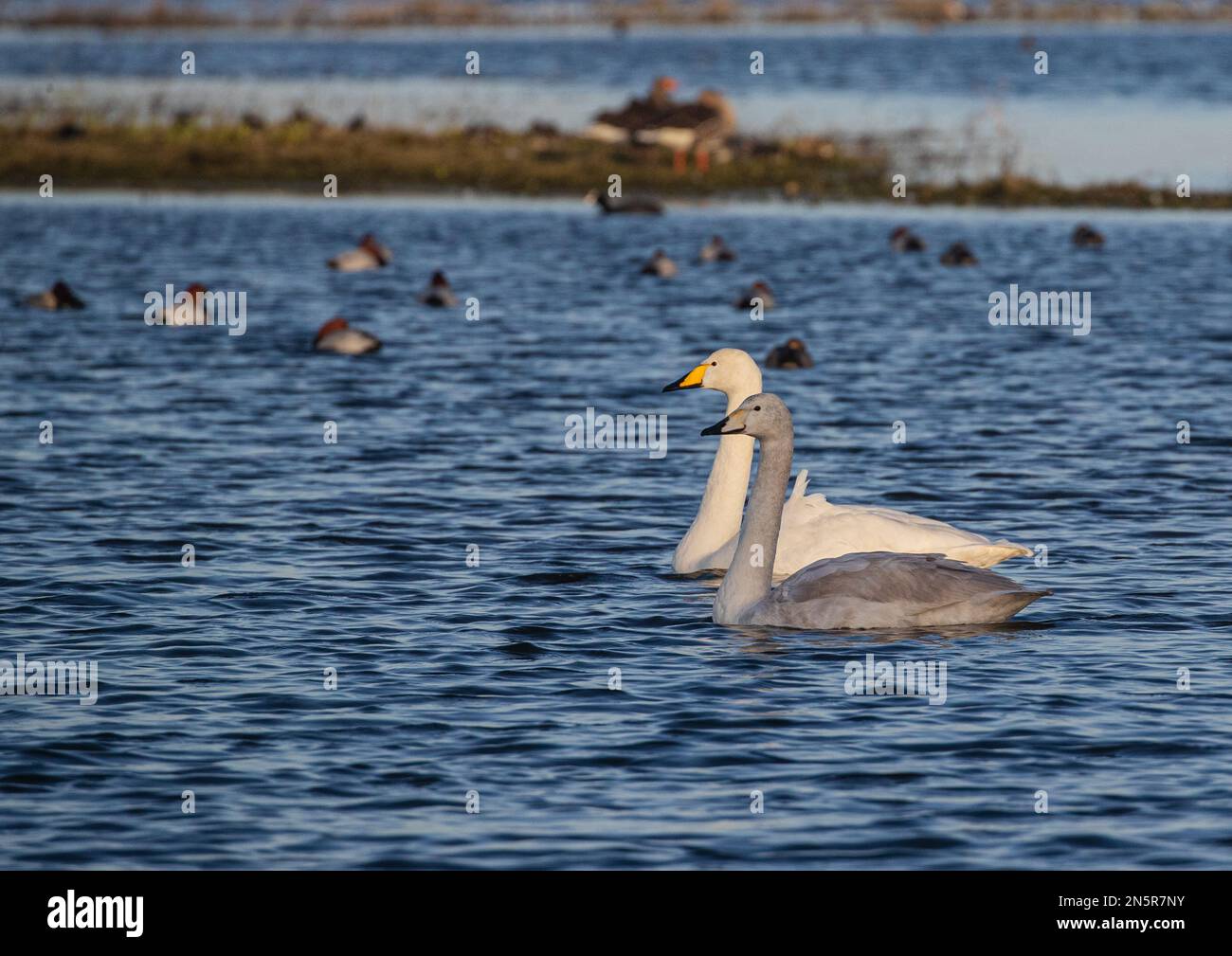 Un paio di cigni di Whooper (Cygnus cygnus) adulti e giovani , che mostrano la caratteristica colorazione del becco diversa da un cigno muto. Norfolk, Regno Unito Foto Stock