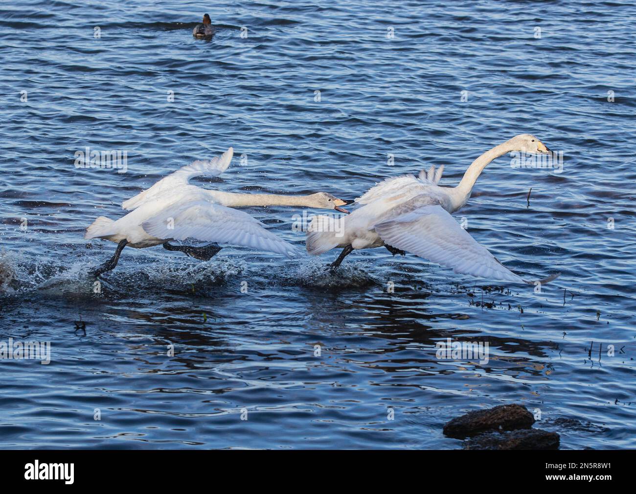 Un paio di cigni Whooper (Cygnus cygnus) che si inseguono e mostrano un comportamento aggressivo. Norfolk, Regno Unito Foto Stock