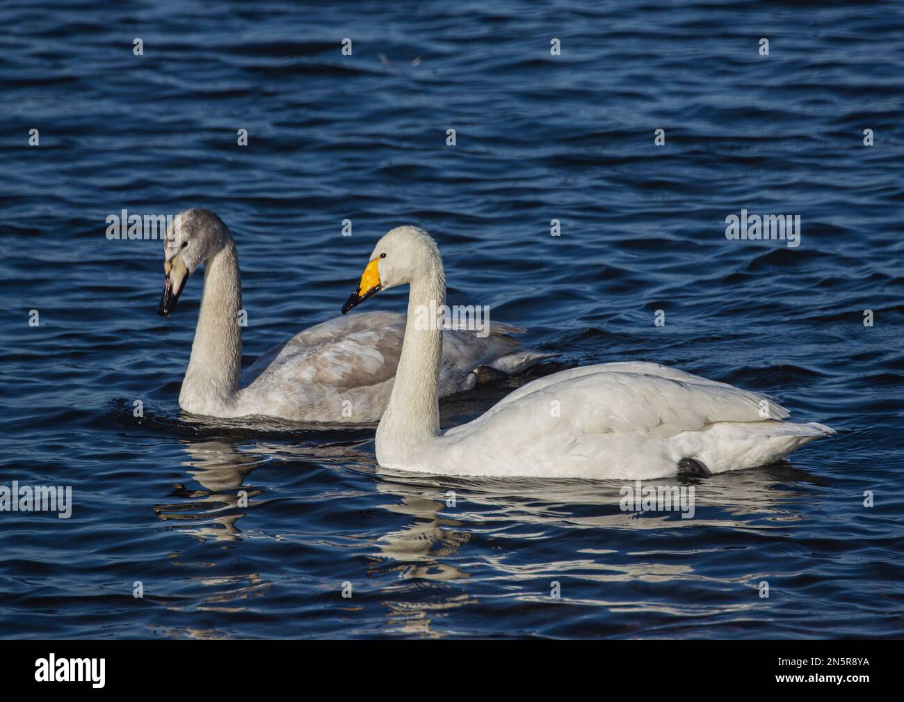 Un paio di cigni di Whooper (Cygnus cygnus) adulti e giovani , che mostrano la caratteristica colorazione del becco diversa da un cigno muto. Norfolk, Regno Unito Foto Stock