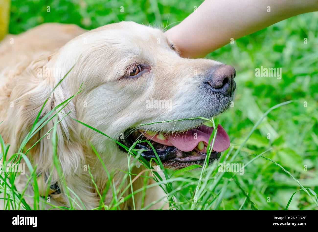 Carino cane labrador beige è seduto in erba verde nel parco. Animali divertenti. Foto Stock