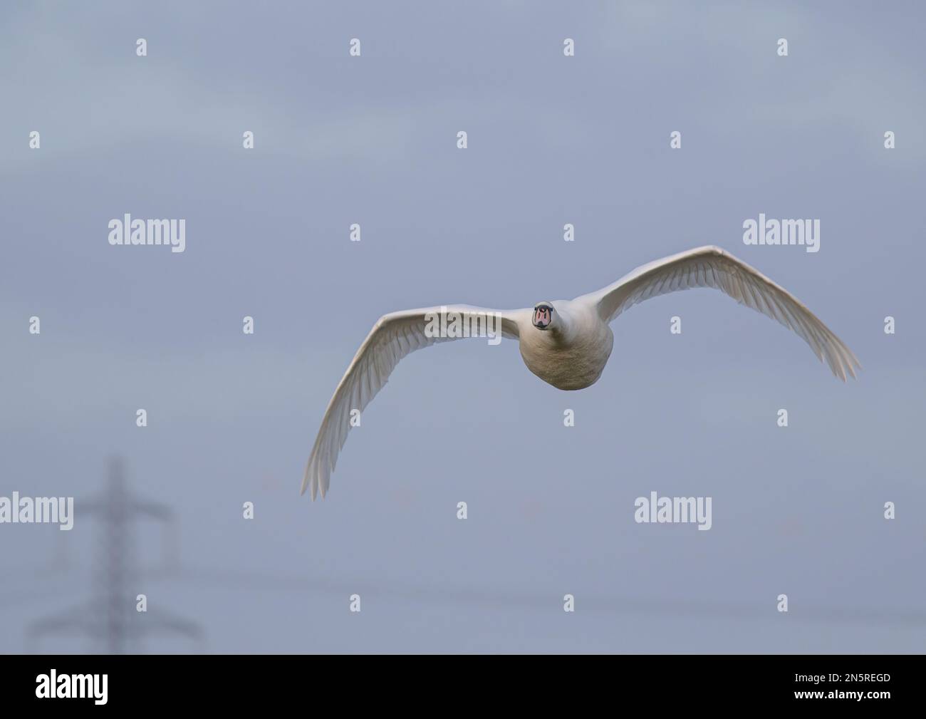 Primo piano di un muto Swan (Cygnus olor) in volo che mostra un traliccio e cavi sospesi. I cigni rischiano di colpire i cavi di alimentazione mentre volano. REGNO UNITO. Foto Stock