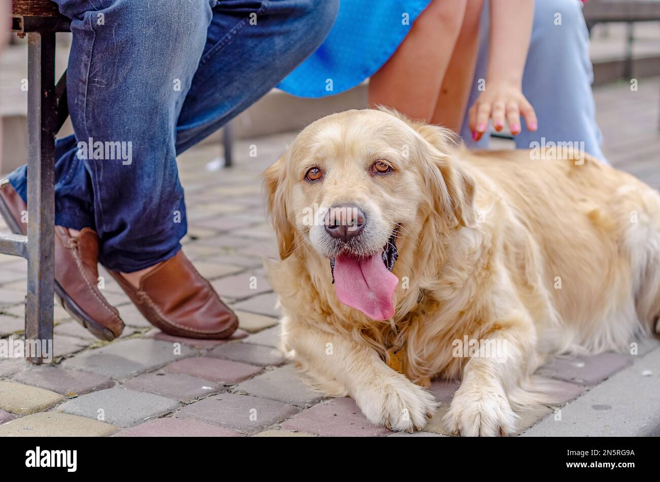 Donna vuole accarezzare il cane. Il soffice cane biondo Labrador si trova su ciottoli. Cammina con animali domestici nel parco. Foto Stock