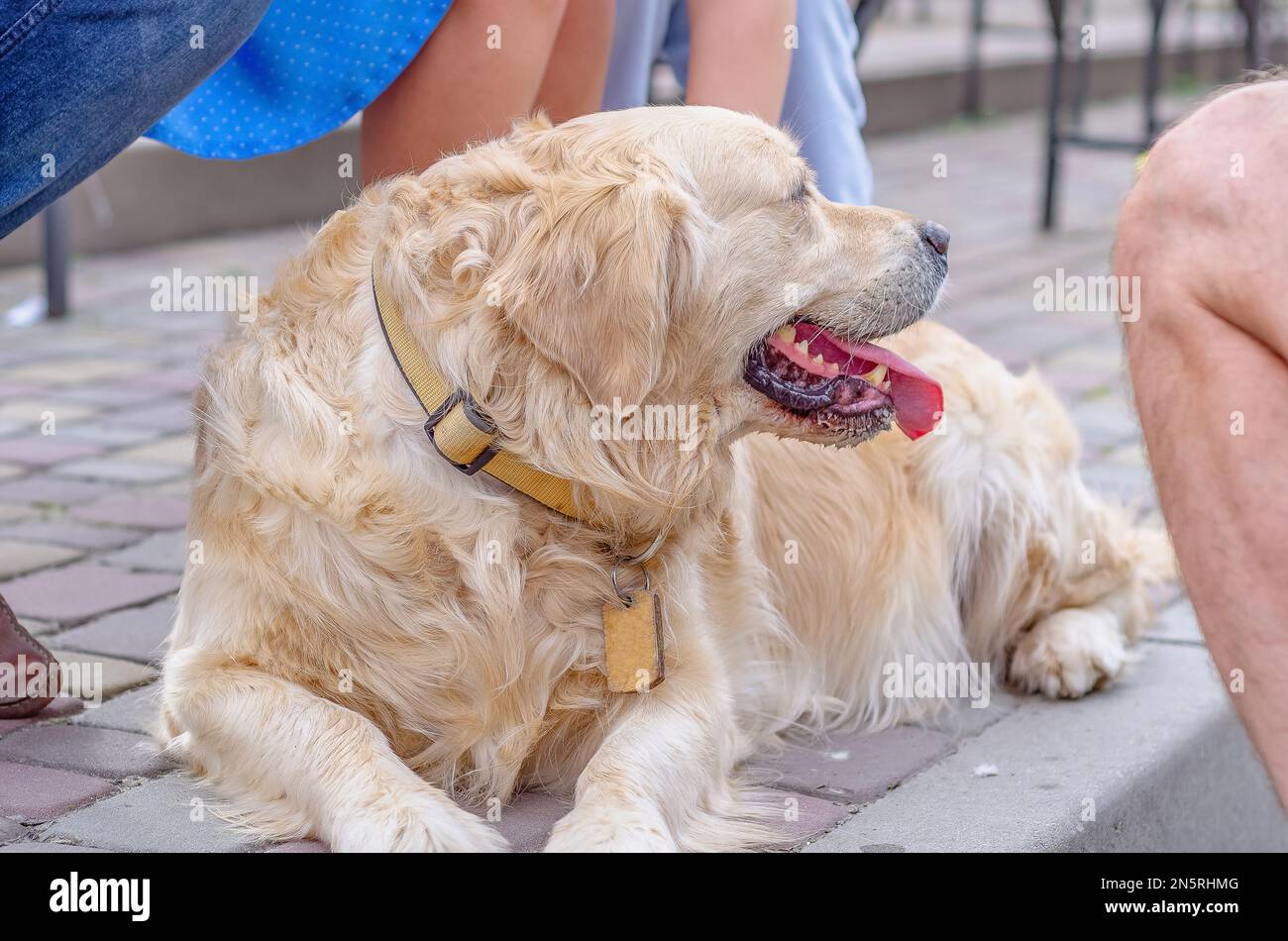 Il soffice cane biondo Labrador si trova su ciottoli. Cammina con animali domestici nel parco. Foto Stock