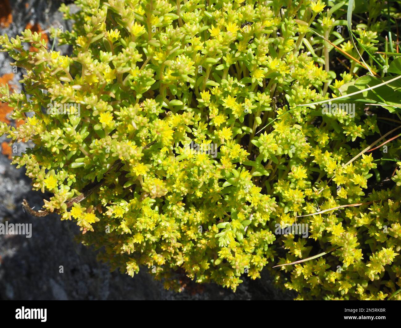 stonecrop mossy Foto Stock