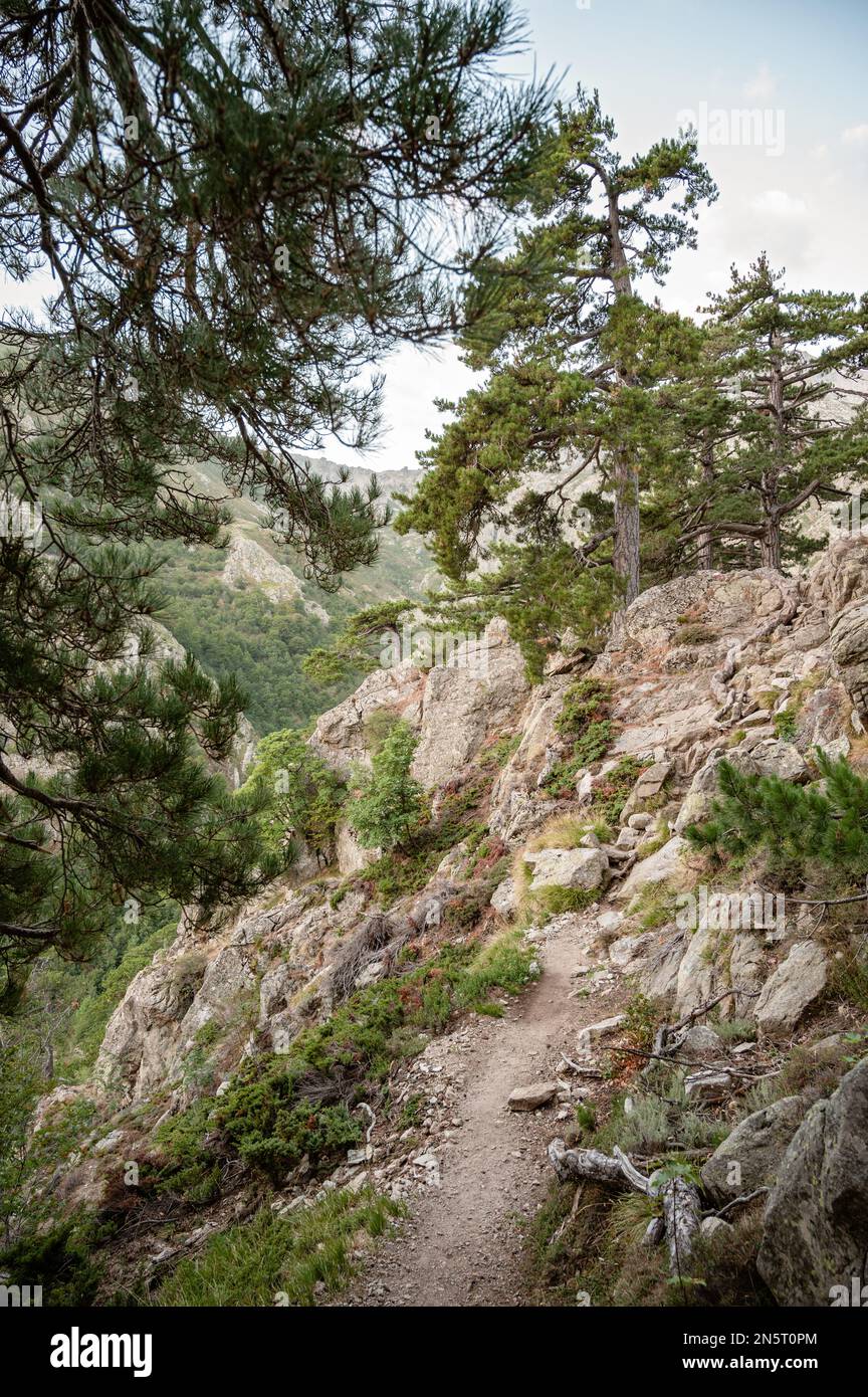 Alberi e rocce tra e Capanelle e Prati, GR20, Corsica, Francia Foto Stock