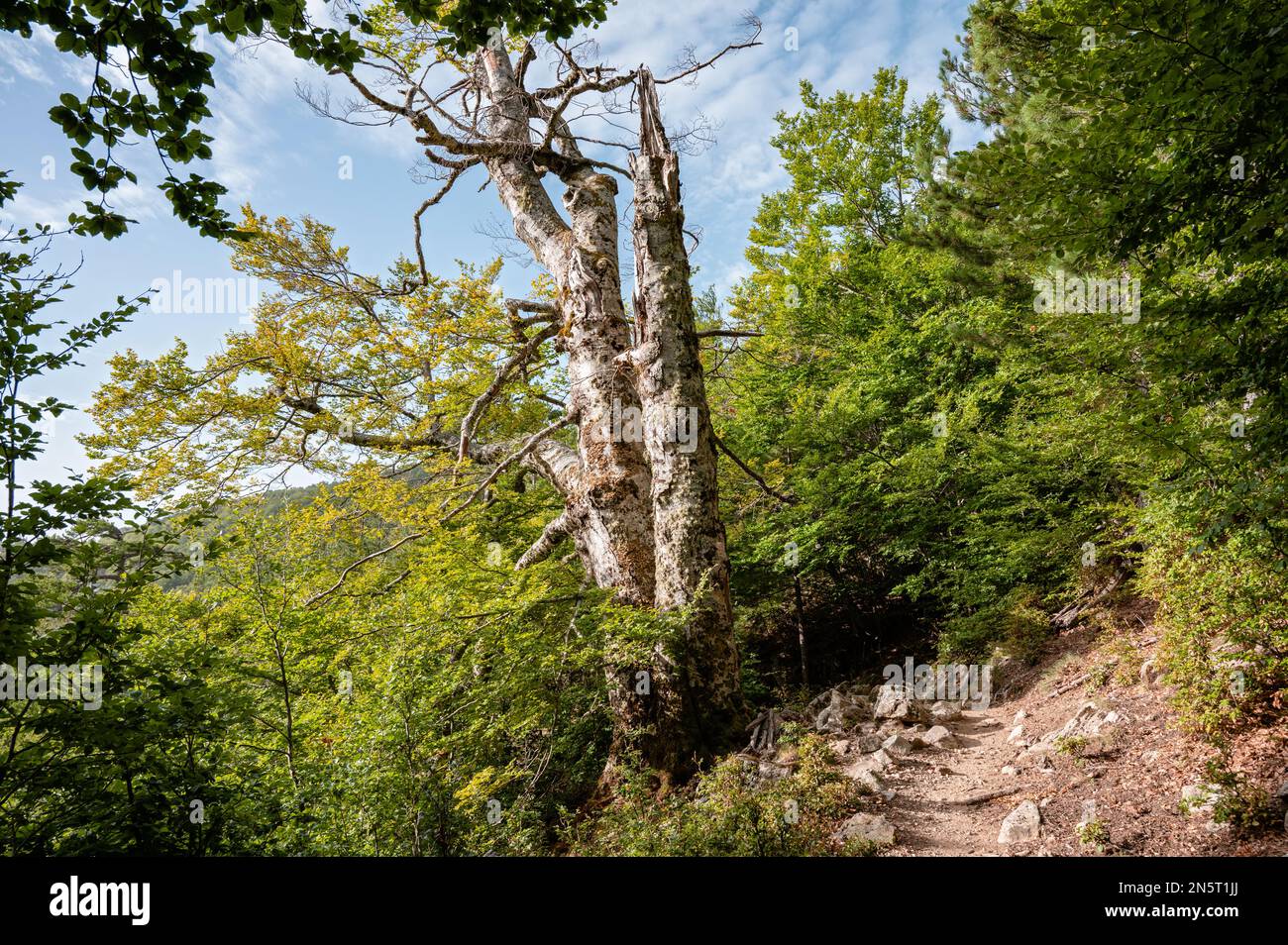 Trunks e sentiero nella foresta tra e Capanelle e Prati, GR20, Corsica, Francia Foto Stock