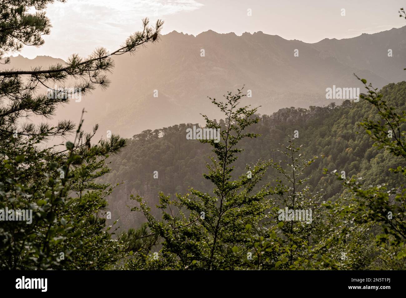 Foresta e montagne tra e Capanelle e Prati, GR20, Corsica, Francia Foto Stock
