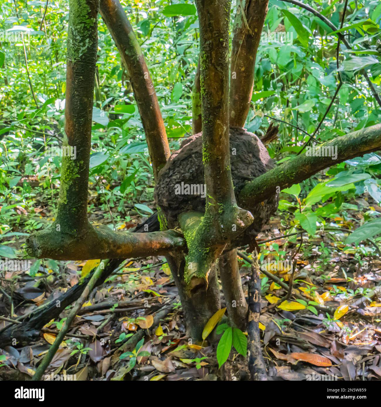 Nido di termite che si sviluppa nel crook di un albero nella foresta pluviale nel Parco Nazionale di Corcovado sulla penisola di Osa in Costa Rica Foto Stock