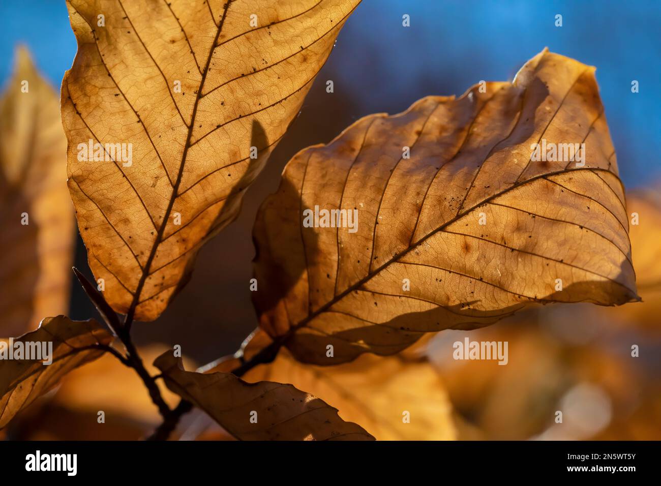 American Beech, Fagus grandifolia, foglie rimangono sulle parti inferiori dell'albero tutto l'inverno per proteggere le gemme dalla navigazione dei cervi, Deerfield Nature Park, centrale Foto Stock